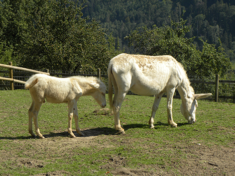 Eselstute Wildpark Feldkirch verendet